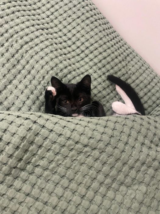 Отдам котенка в хорошие руки