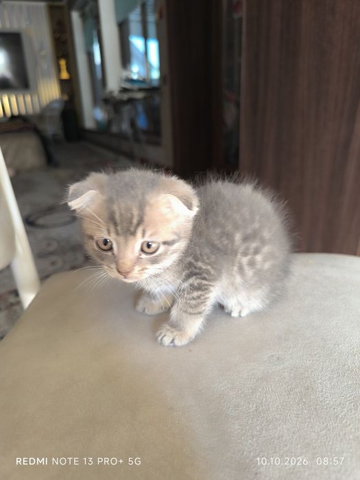 Котята вислоухие