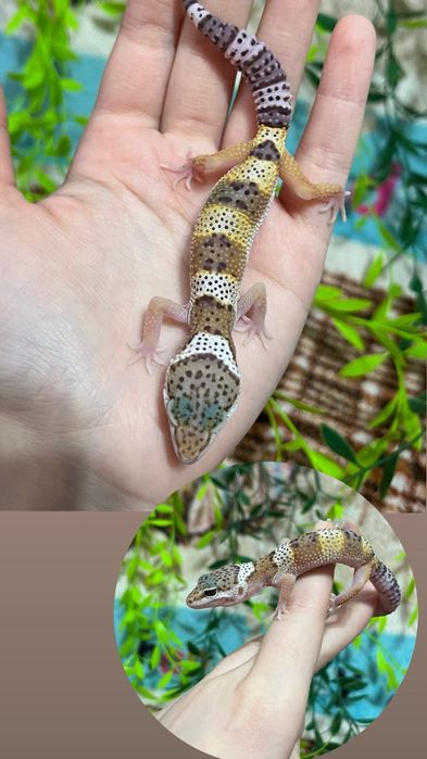 Очень яркие малыши эублефары (эублефар,геккон,ящерица)