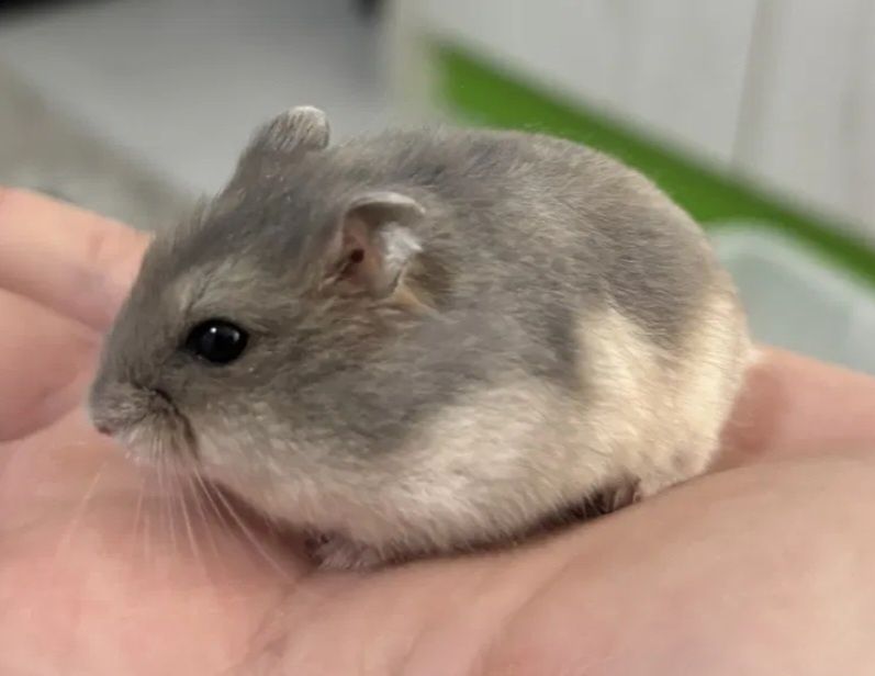 De vânzare cusca pentru hamsteri si hamsteri