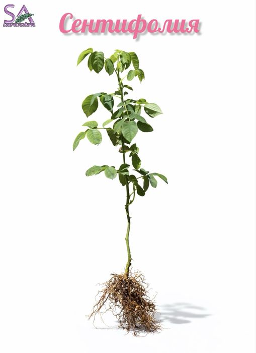 Маслодайна роза разсад – Дамасцена, Алба, Сентифолия, гол корен