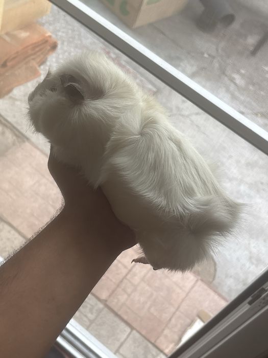 Urgent!!! Porcusori Guineea Frezati