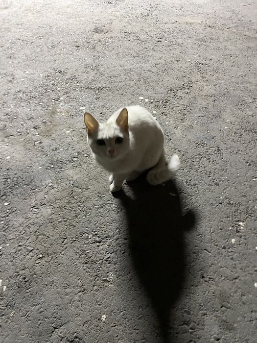 Котенок, девочка
