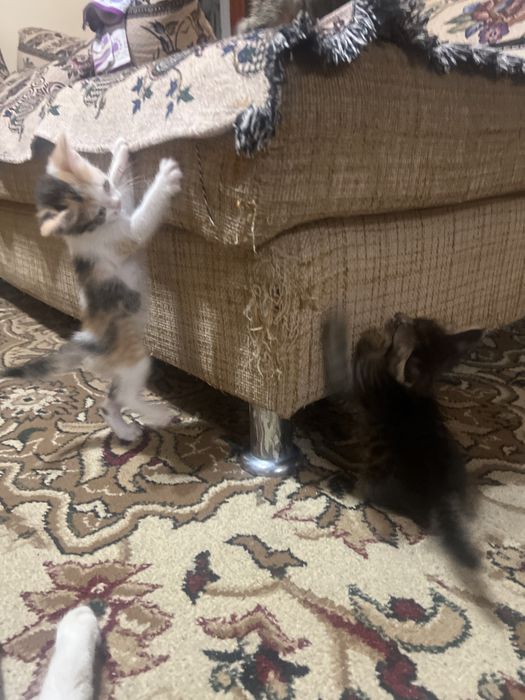 Отдам котят в хорошие руки