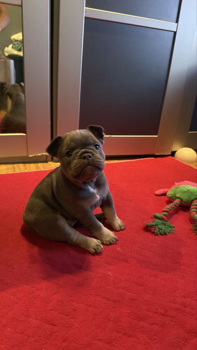 Френски булдог