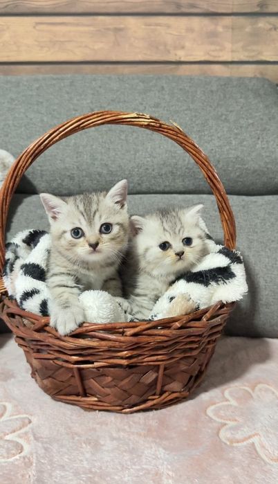 Британска късокосместа