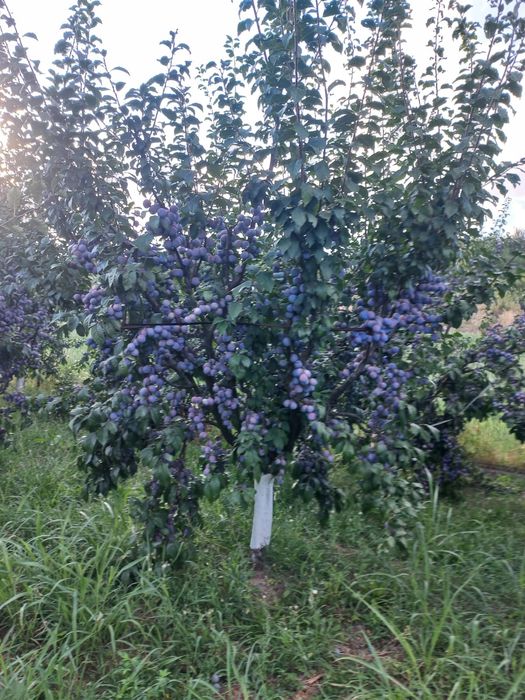 Vând prune 100% naturale