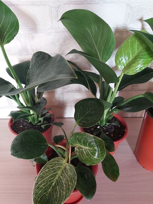 Комнатные цветы Филодендрон Биркин