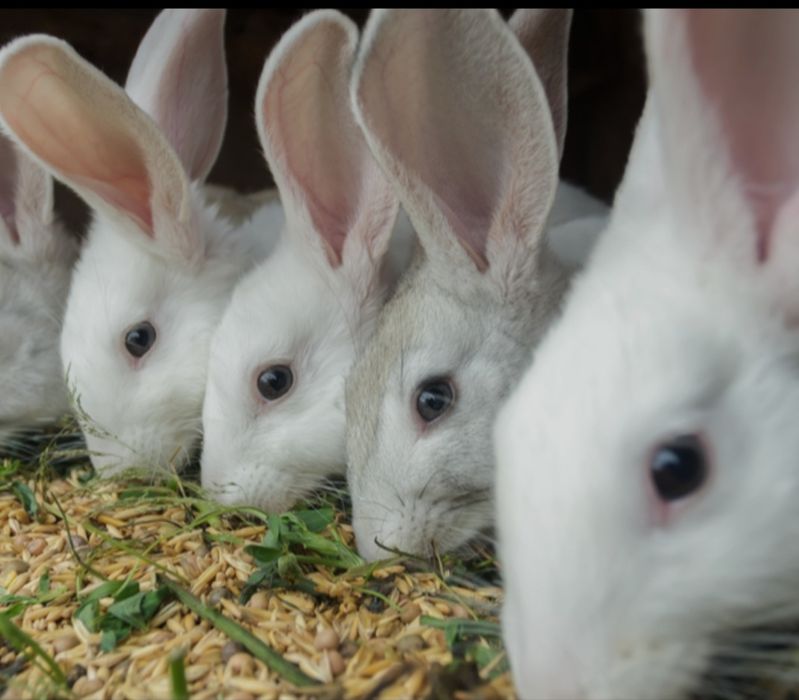 ХИКОЛЬ кролик Ферма