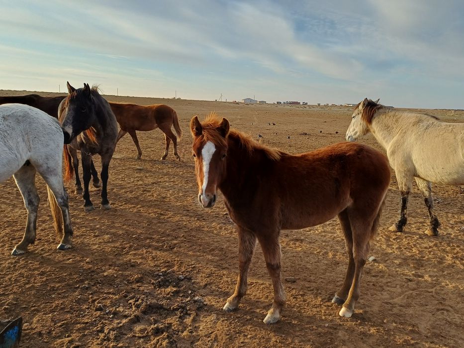 Буаз бие байталымен