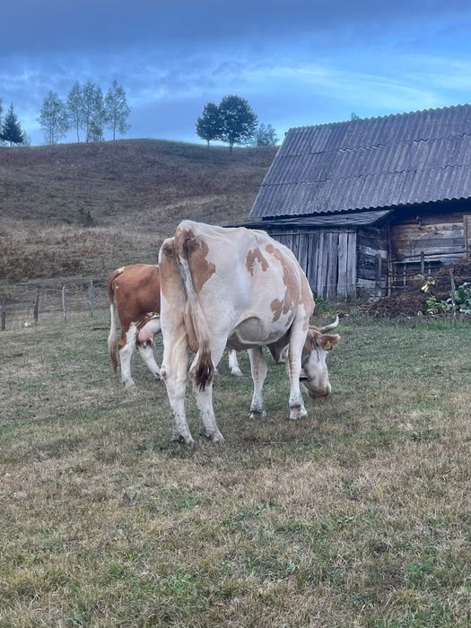 Vaca de vânzare,bună de lapte! Mai multe detalii în privat!