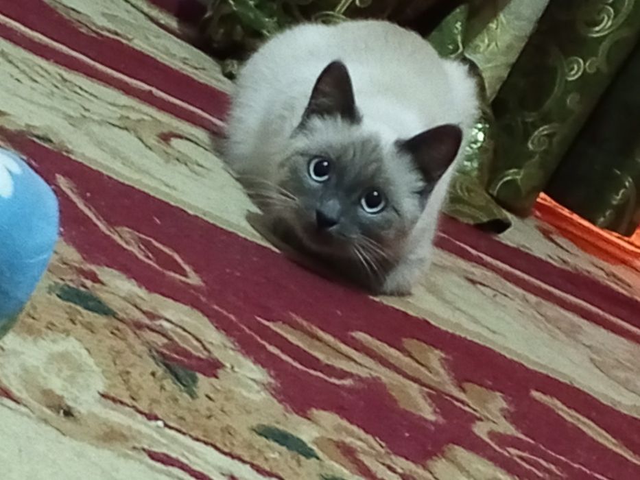 Siam mushugi qiz bola