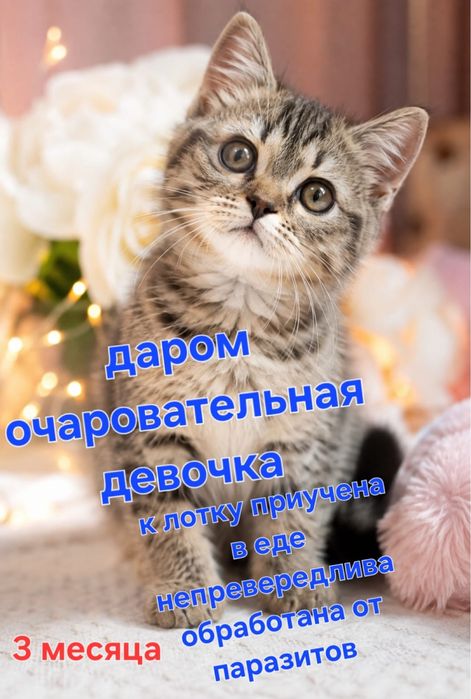 девочка в добрые руки