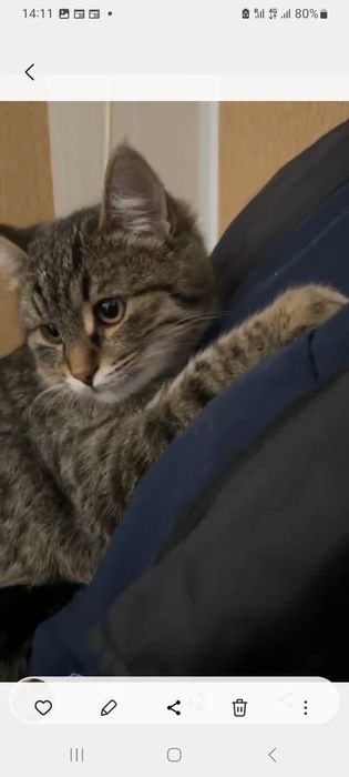 Отдам котёночка мальчика в добрые руки