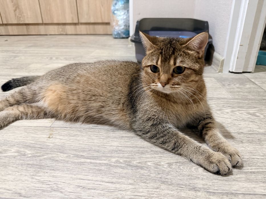 Отдам в добрые руки кошечку