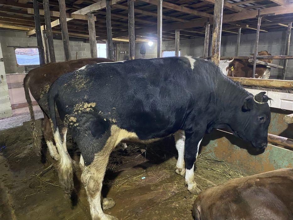 Бычки откормленные