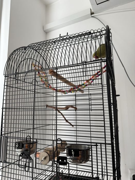 Папагал Малък Александър