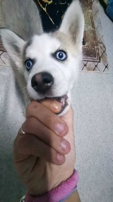 пропала собака хаски