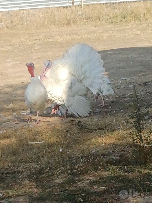 Индюки белые, крупные