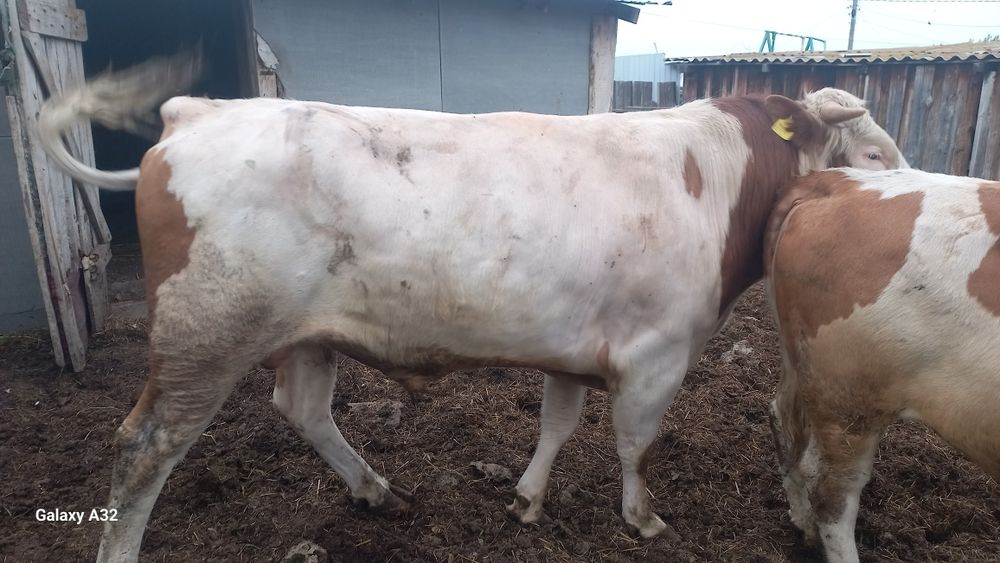 Продам быка на племя