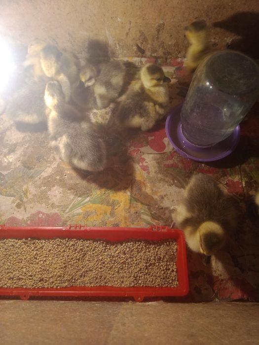 домашнее  гусята...