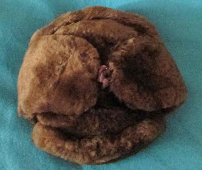 Caciula din urson,blana naturala, ruseasca, maro, noua, pt. copil