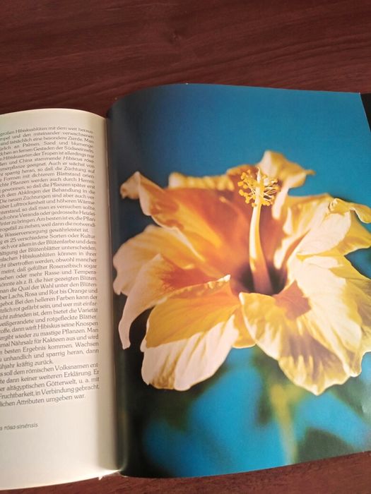 Комнатные цветы книга