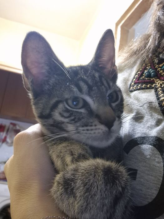 Motanel tigrat pt adoptie