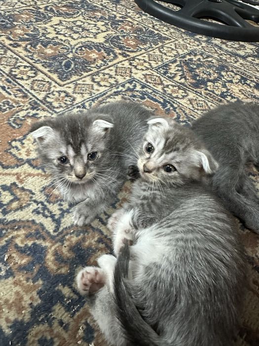 Котята в добрые руки