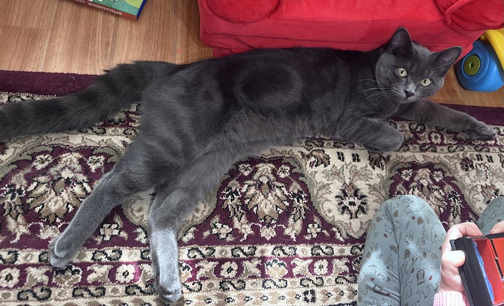 Продам Красивого кота