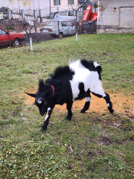 Vând țap în vârstă de 8 luni