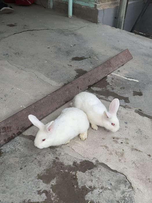 Donasi 180 ming 3 tasi 500 mingga beramiz