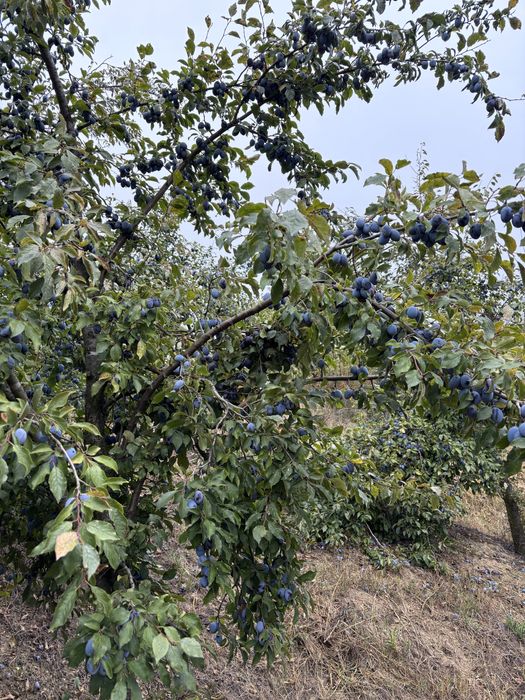 Prune bistritene pentru borhot