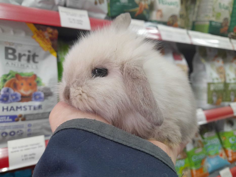Декоративно клепоухо зайче Мини Лоп (Mini Lop)
