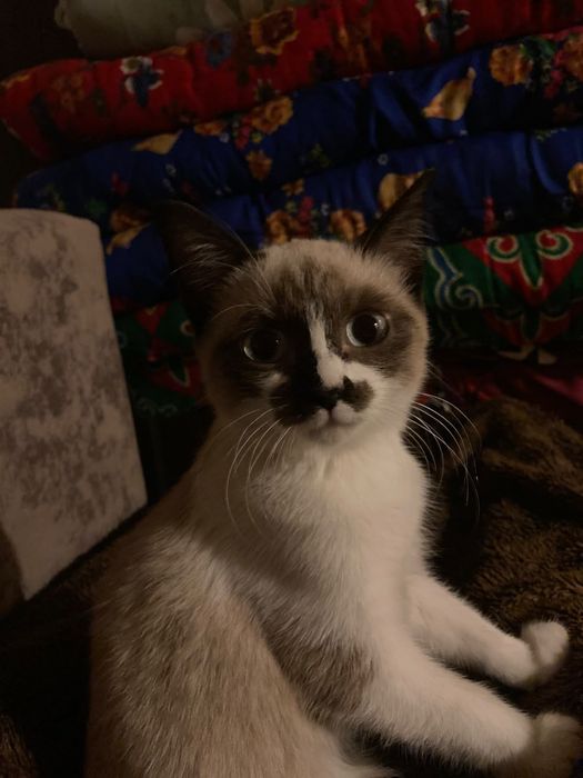 Котёнок в добрые руки !