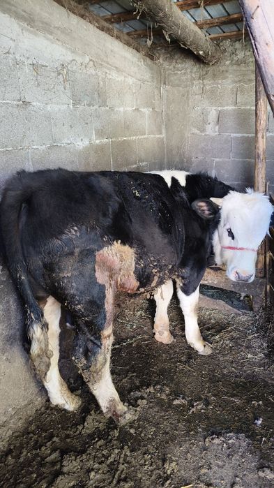 Vând un vițel de 450 kg