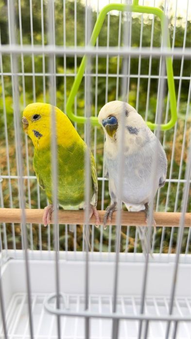 2 красивых попугая