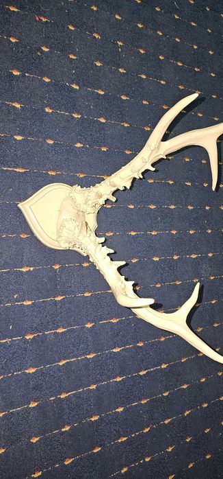 coarne cerb 35 cm lungime