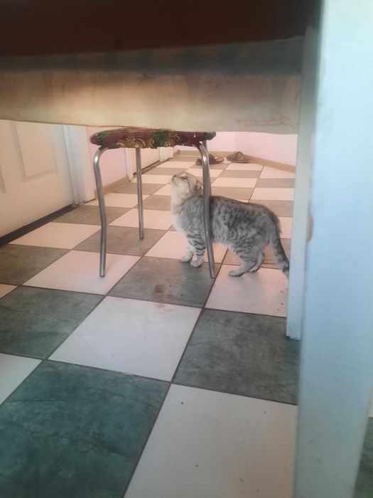 Продамм шатылански веслауха малчик