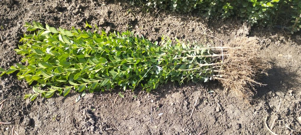 Лигуструм - Овалифолиум