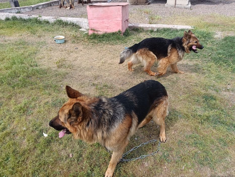 Немецкие овчарки.