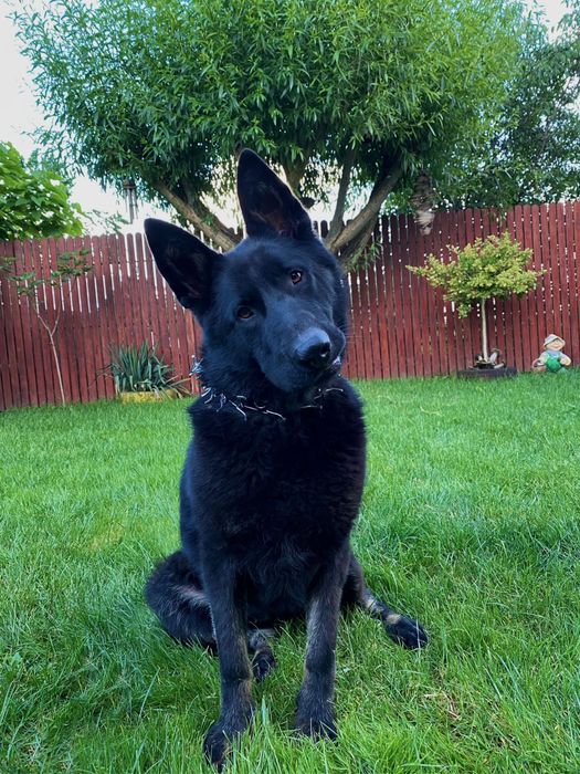 Pui ciobanesc german