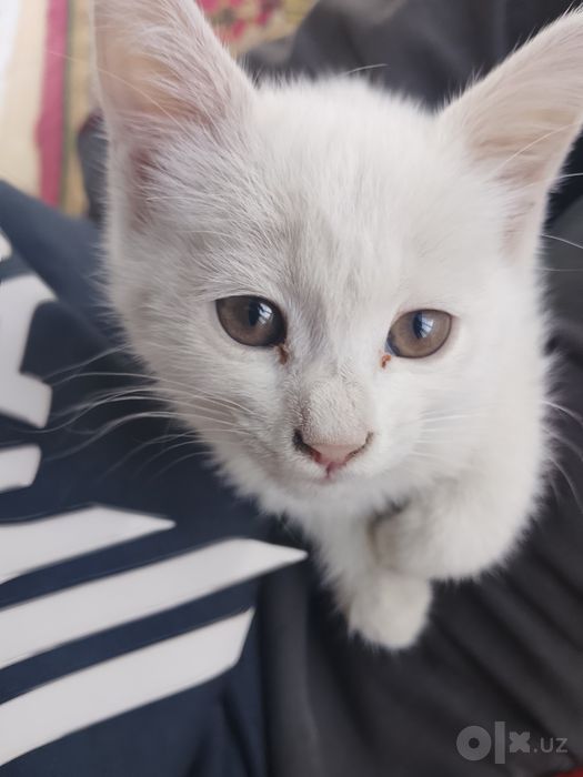 Котёнок маленькая девочка