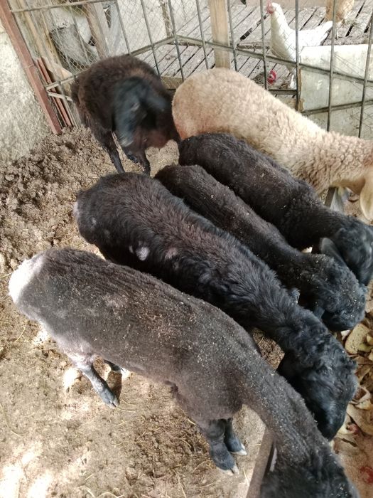 Эркек козылар 7шт