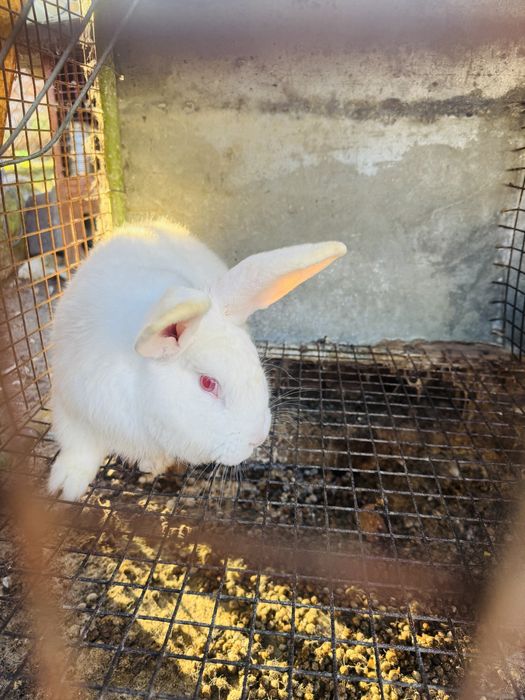 Продавам мъжки зайци