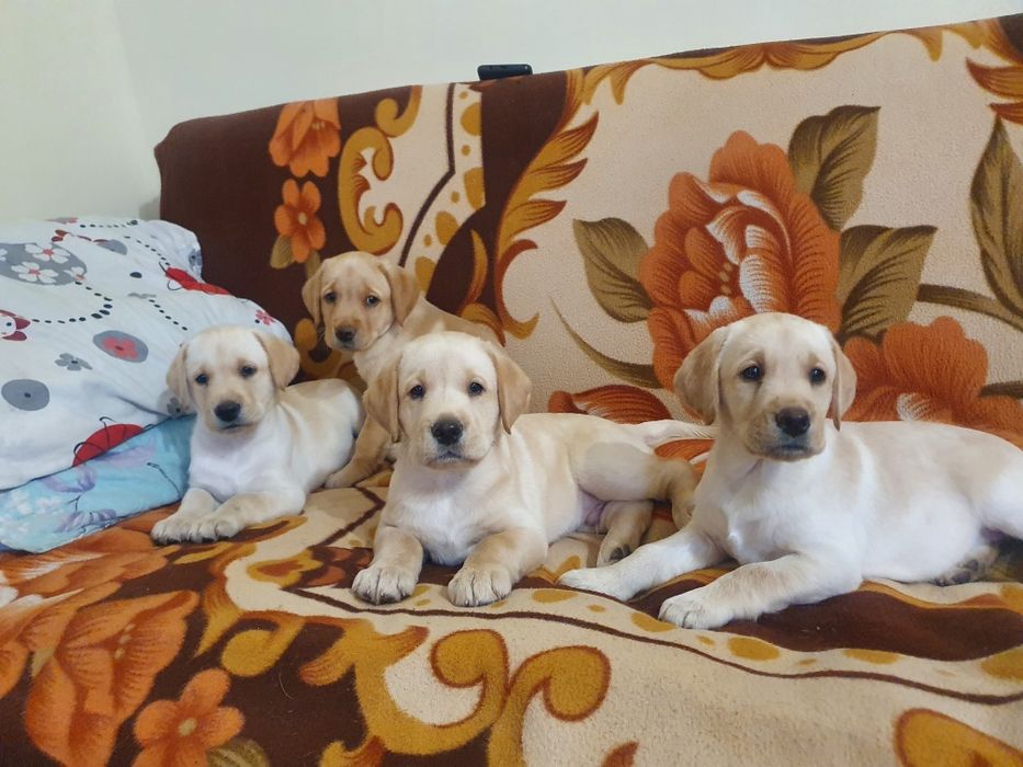 Продаются щенки лабрадора
