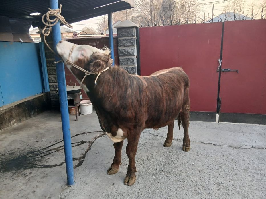 Продам двух породистых быков!