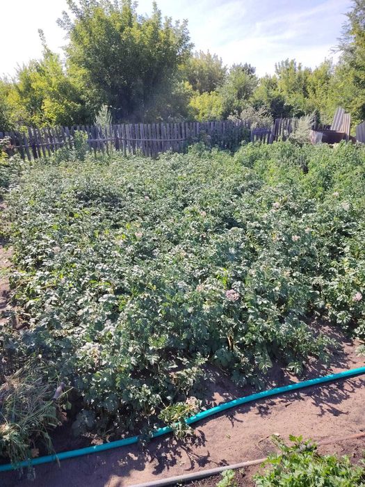 Продам дачу сад "Здоровье"
