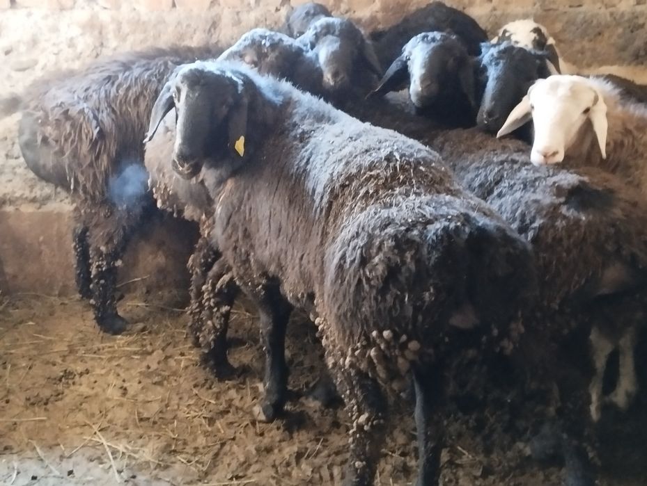 Қошқар семіз баран