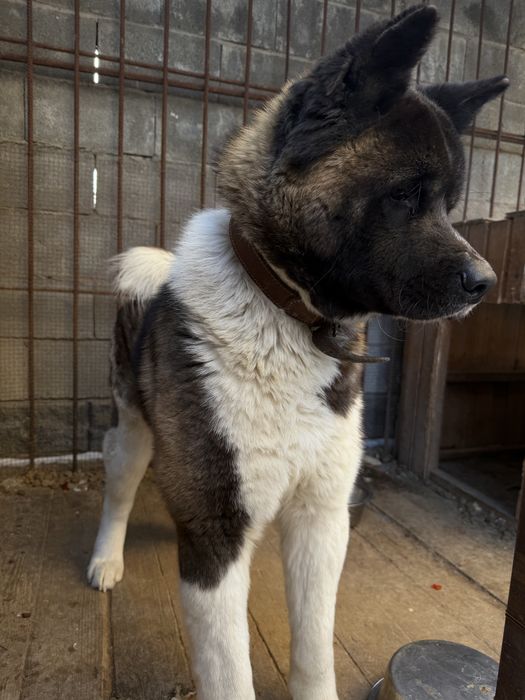 Акита амереканская